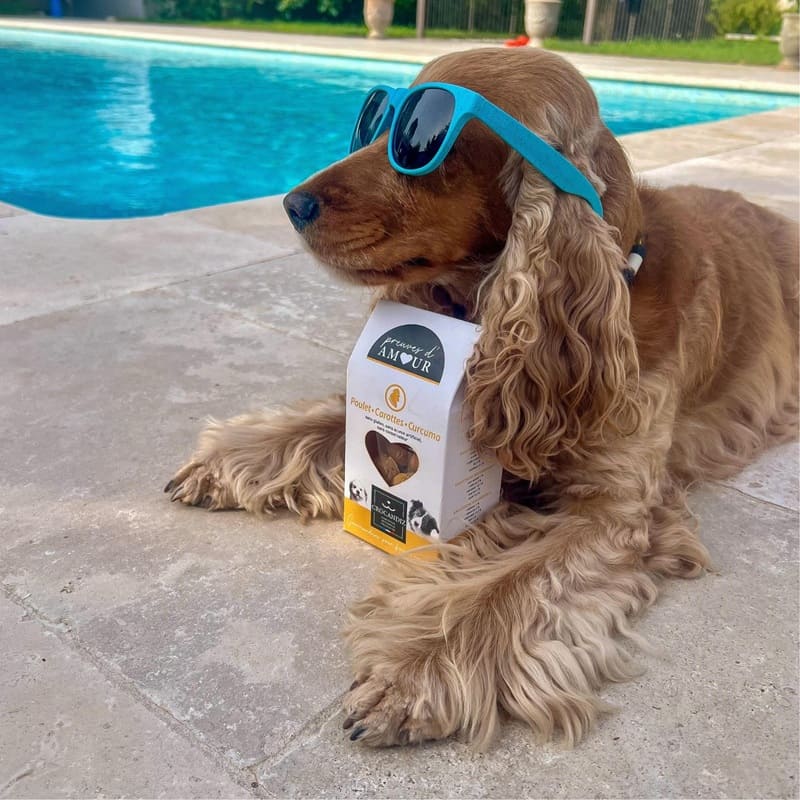 Chien Cocker détendu avec des lunettes de soleil à côté de son sachet de friandises saines au poulet Crocandiz.