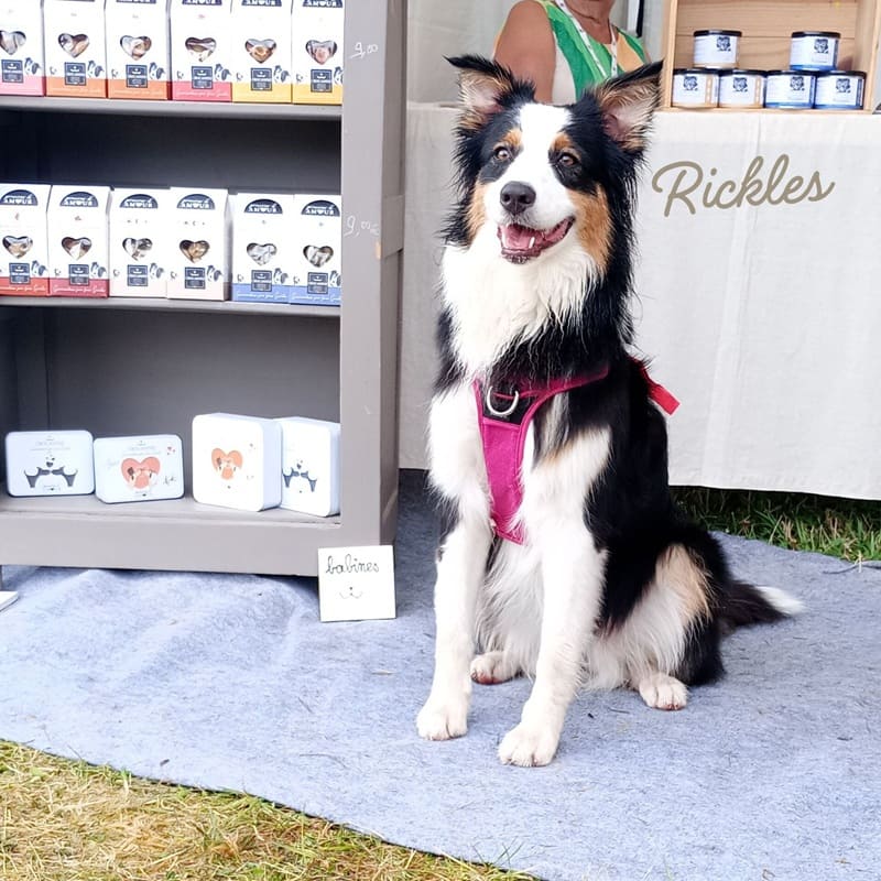 Chien Border Collie tri-couleur assis fièrement devant la gamme de biscuits naturels pour animaux Kavern.