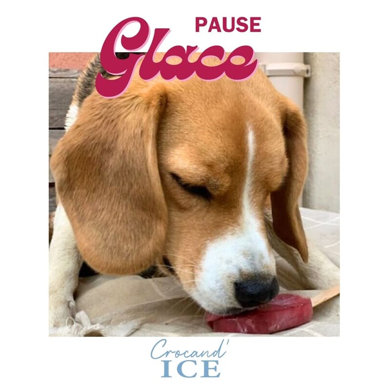 Chien Beagle aux yeux fermés savourant une délicieuse glace rafraîchissante à la coco et framboise.