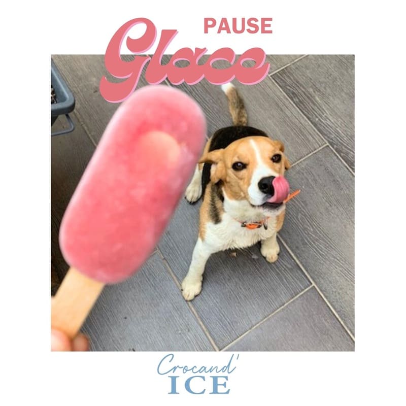 Préparation pour Glace Bio pour Chien - Cassis, Fraise et Betterave