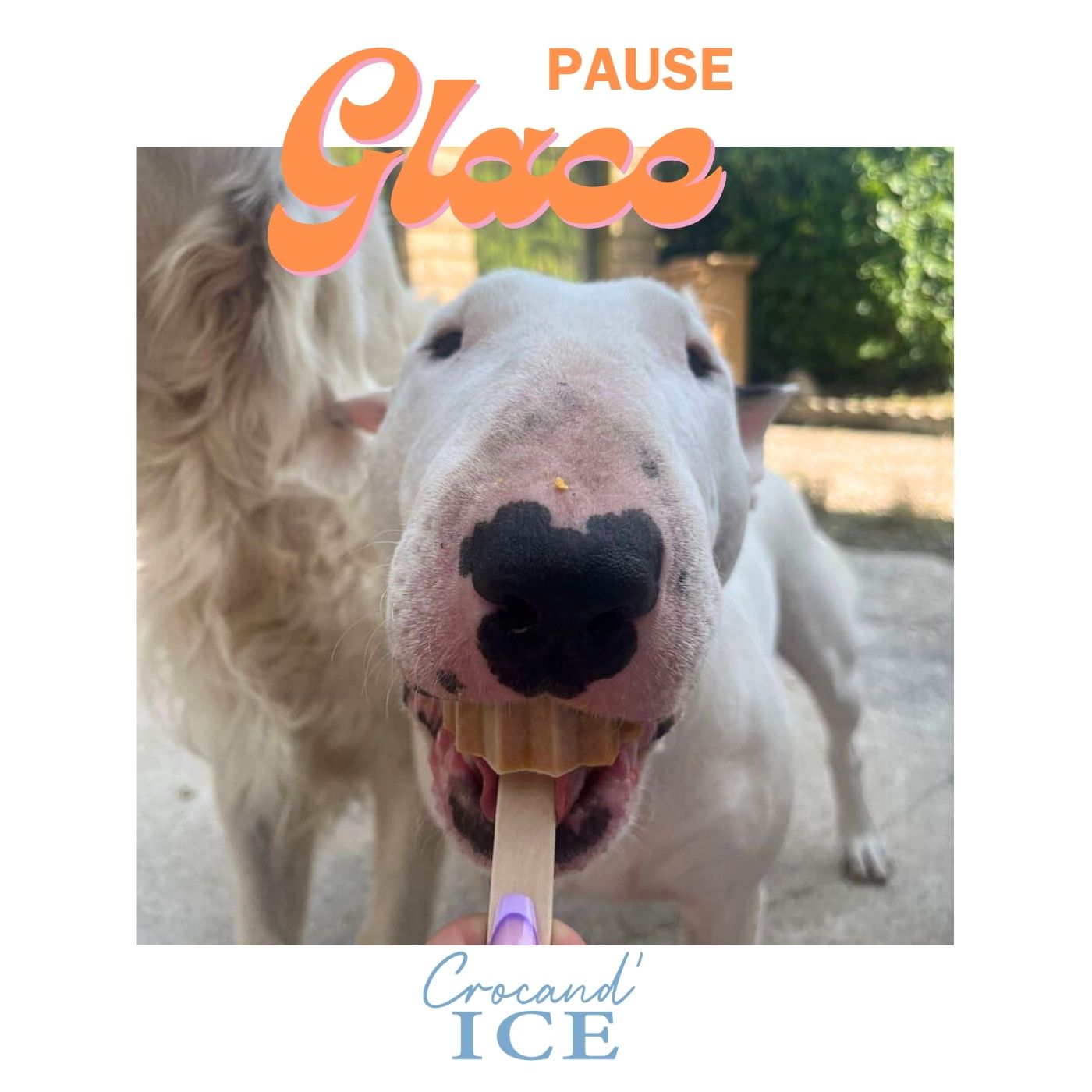 Chien de type Bull Terrier dégustant joyeusement une glace rafraîchissante à la carotte et mandarine lors d'une chaude journée.