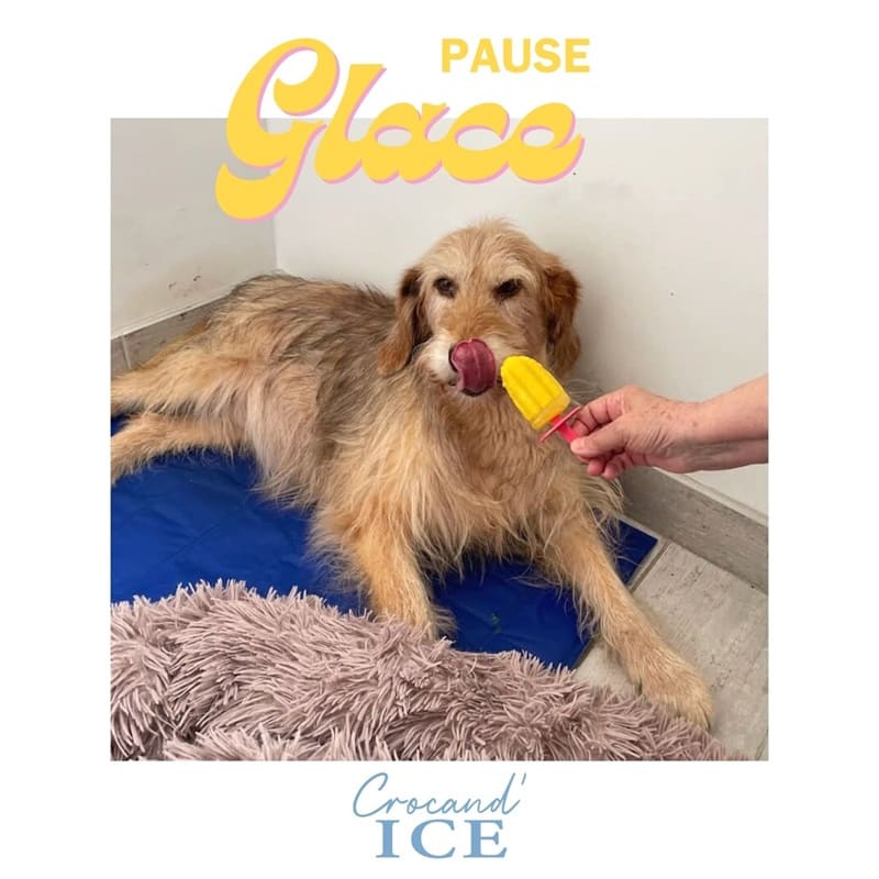 Chien se rafraîchissant avec un esquimau glacé jaune fait maison, parfaitement moulé grâce à l'accessoire en silicone.