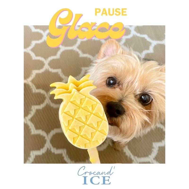 Petit chien dégustant une glace rafraîchissante en forme d'ananas, préparée avec le mélange Crocandiz.