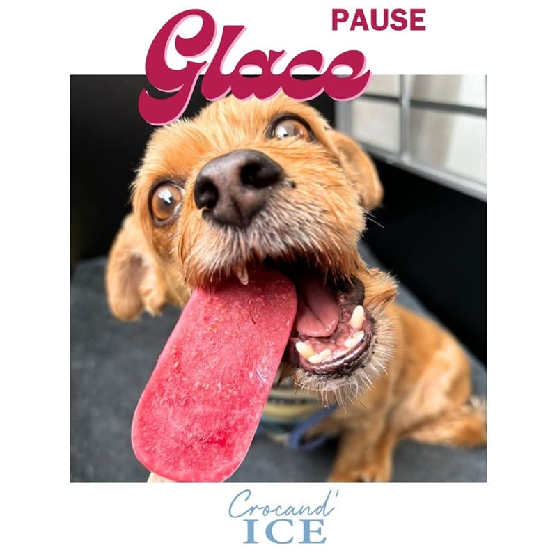 Petit chien gourmand se régalant avec une grande glace rafraîchissante à la fraise et pomme de chez Crocandiz.