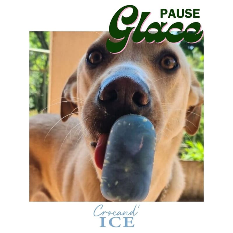 Chien se régalant avec une glace rafraîchissante et saine à la spiruline lors d'une chaude journée.