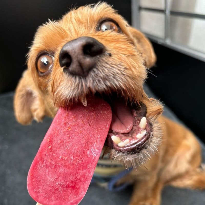 Petit chien gourmand léchant un esquimau glacé aux fruits, préparé avec le moule à 4 cavités.